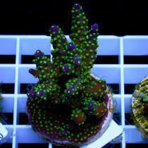 مرجان اکروپورا بونسای بنفش