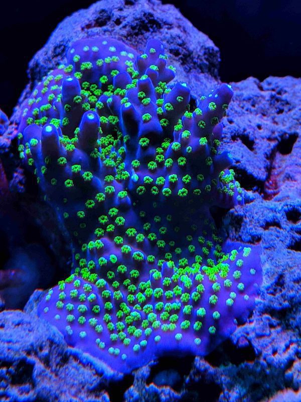 Purple Bonsai Acropora