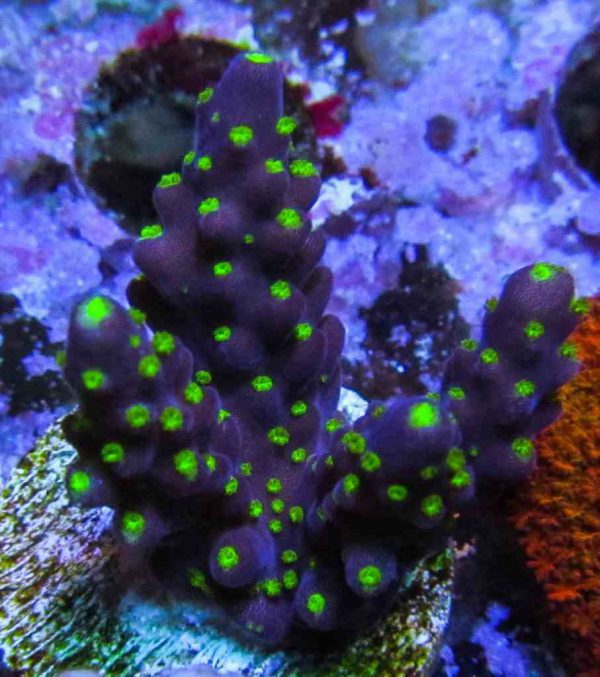 Purple Bonsai Acropora