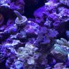Purple Bonsai Acropora
