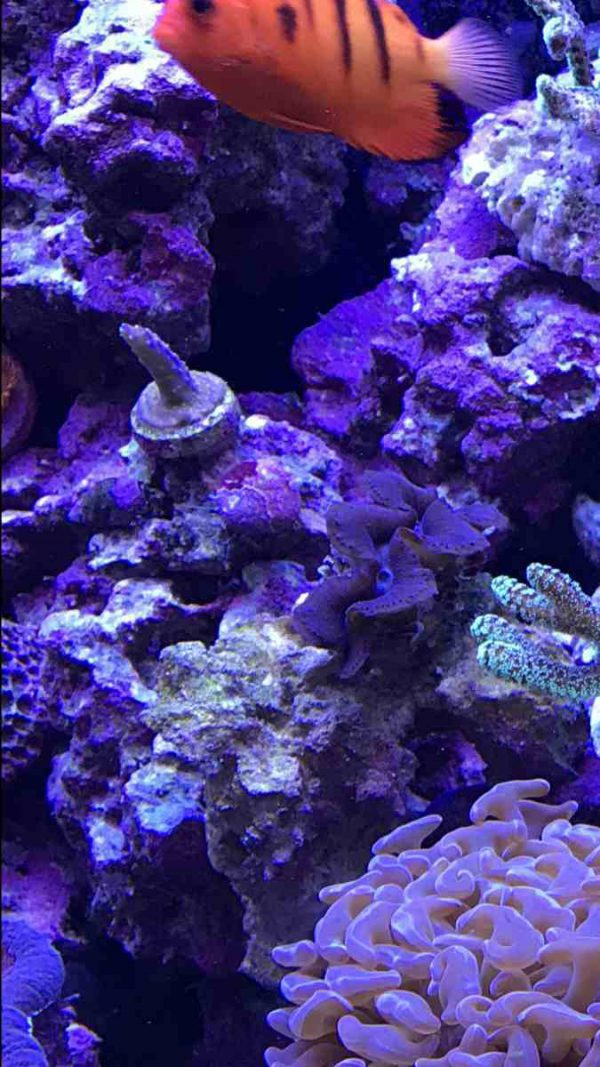 Purple Bonsai Acropora
