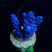 مرجان اکروپورا تنوئس آبی Acropora tenuis Blue