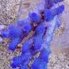 مرجان اکروپورا تنوئس آبی یخی Acropora tenuis Blue Ice