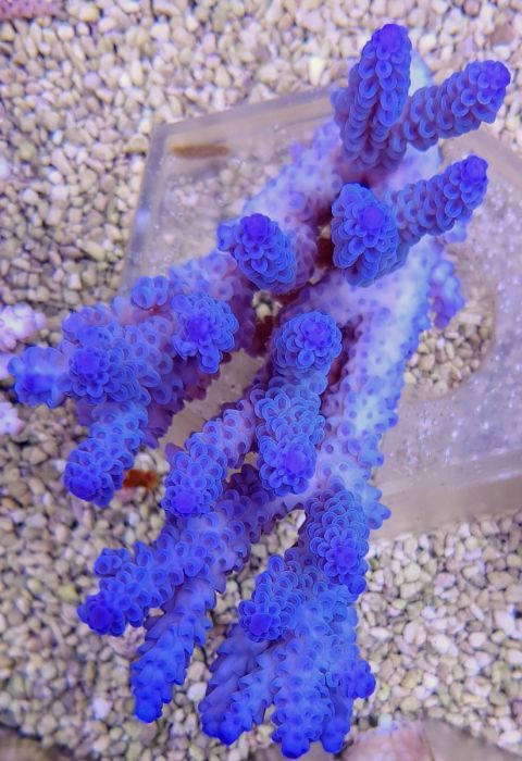مرجان اکروپورا تنوئس آبی یخی Acropora tenuis Blue Ice