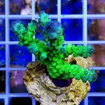 مرجان اکروپورا تنوئس الترا Acropora tenuis ultra