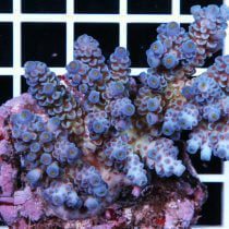 مرجان اکروپورا تنوئس بنفش