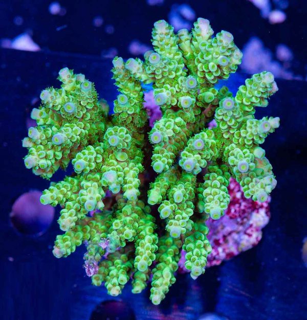 مرجان اکروپورا تنوئس سبز Acropora tenuis green