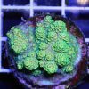 مرجان اکروپورا تنوئس سبز Acropora tenuis green