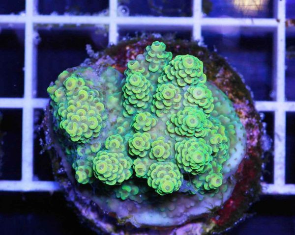 مرجان اکروپورا تنوئس سبز Acropora tenuis green