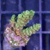 مرجان اکروپورا تنوئس سبز Acropora tenuis green