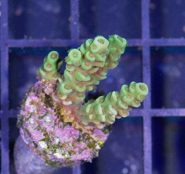 مرجان اکروپورا تنوئس سبز Acropora tenuis green