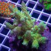 مرجان اکروپورا تنوئس سبز Acropora tenuis green