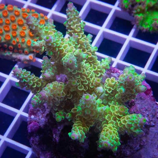 مرجان اکروپورا تنوئس سبز Acropora tenuis green