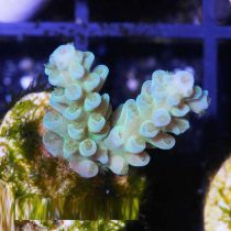 Acropora tenuis