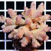 Acropora tenuis Pink