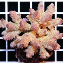 Acropora tenuis Pink