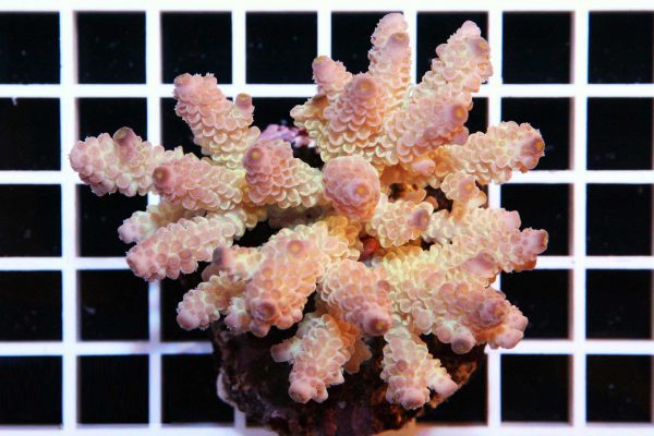 Acropora tenuis Pink