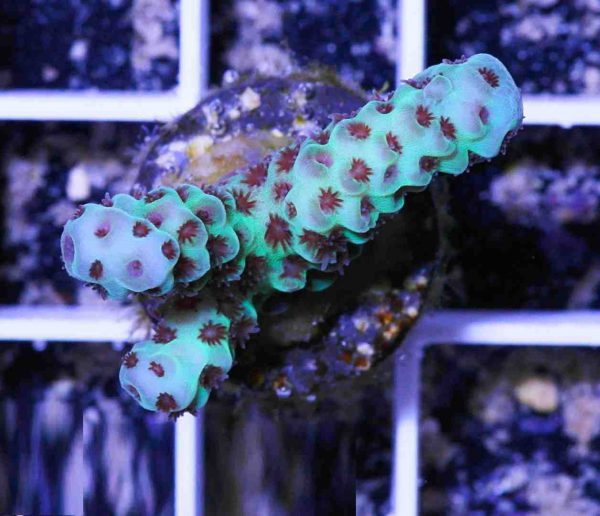 آکروپورا سارمنتوسا (Acropora sarmentosa)