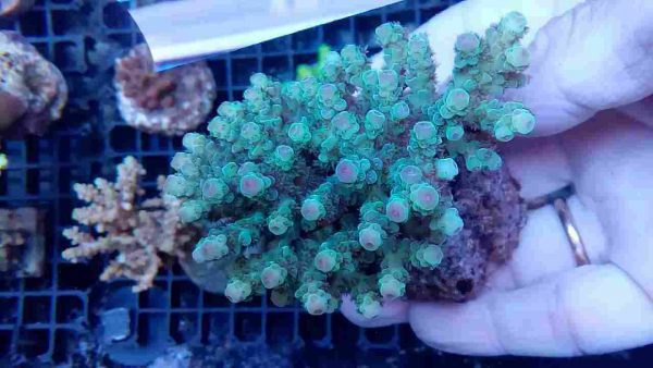 آکروپورا سارمنتوسا (Acropora sarmentosa)