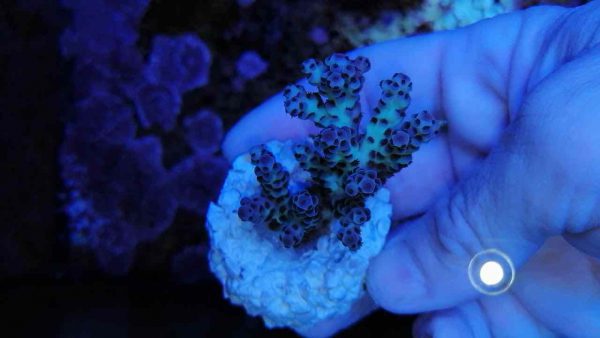 آکروپورا سارمنتوسا (Acropora sarmentosa)