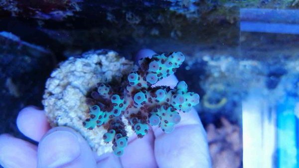 آکروپورا سارمنتوسا (Acropora sarmentosa)