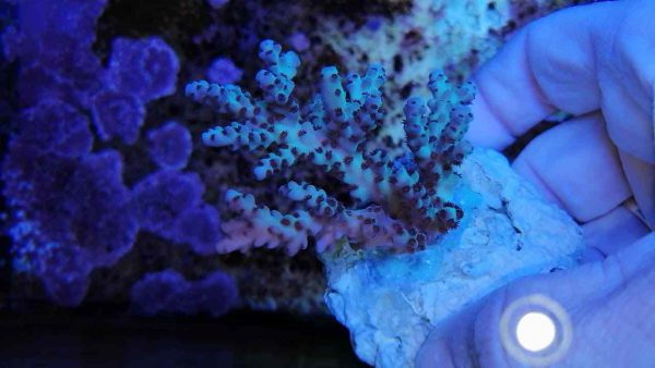 آکروپورا سارمنتوسا (Acropora sarmentosa)