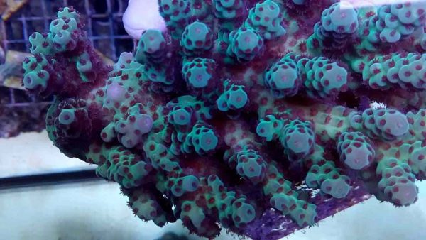 آکروپورا سارمنتوسا (Acropora sarmentosa)