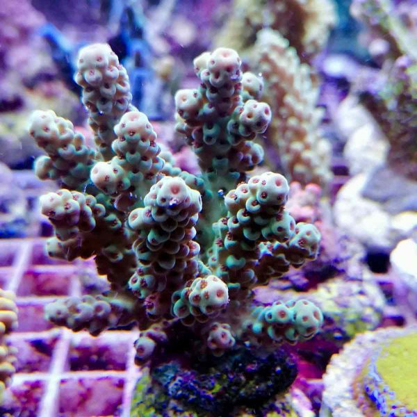 آکروپورا سارمنتوسا (Acropora sarmentosa)