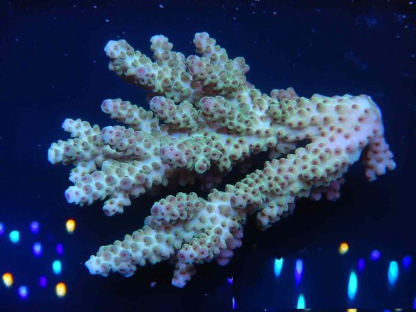 آکروپورا سارمنتوسا (Acropora sarmentosa)