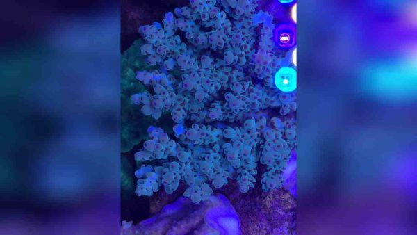 آکروپورا سارمنتوسا (Acropora sarmentosa)