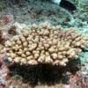 آکروپورا سارمنتوسا (Acropora sarmentosa)