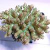 آکروپورا سارمنتوسا (Acropora sarmentosa)
