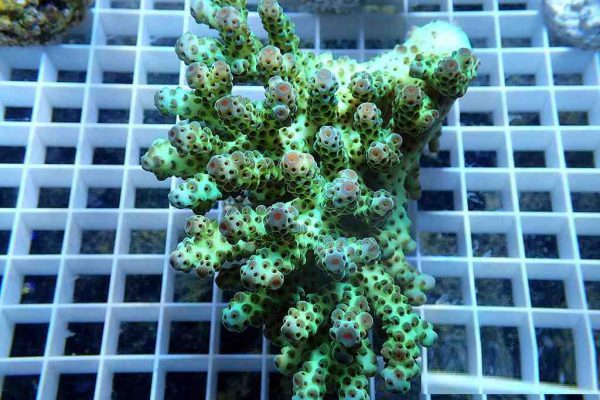 آکروپورا سارمنتوسا (Acropora sarmentosa)