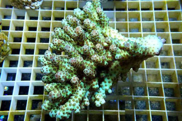 آکروپورا سارمنتوسا (Acropora sarmentosa)