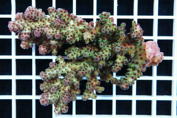 آکروپورا سارمنتوسا (Acropora sarmentosa)