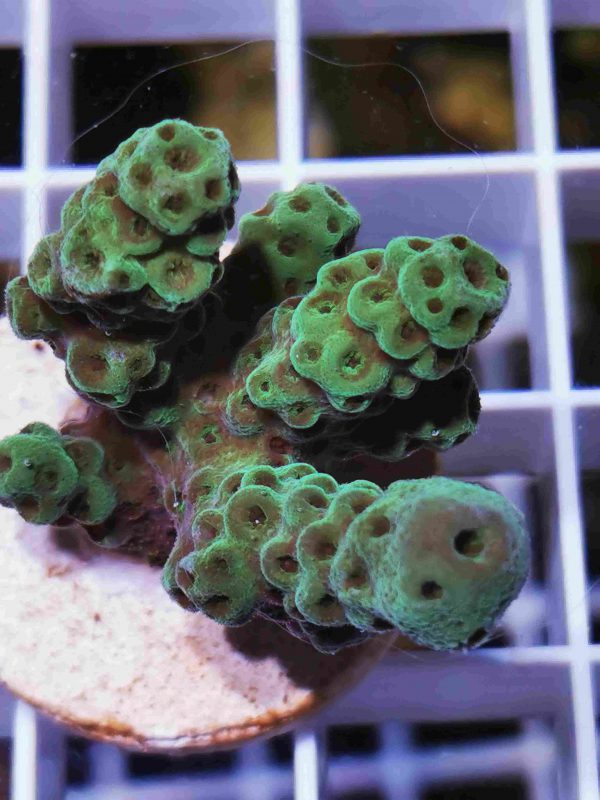 آکروپورا سارمنتوسا (Acropora sarmentosa)