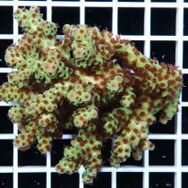 آکروپورا سارمنتوسا (Acropora sarmentosa)