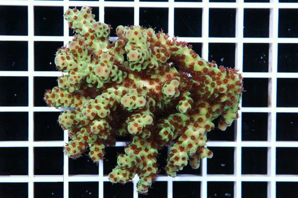 آکروپورا سارمنتوسا (Acropora sarmentosa)