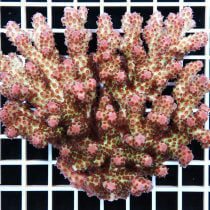 مرجان اکروپورا سارمنتوسا صورتی