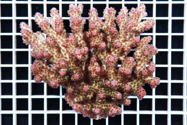 مرجان اکروپورا سارمنتوسا صورتی