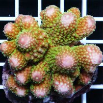Acropora humilis green