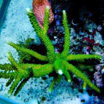 مرجان اکروپورا شاخه ای فورموسا سبز نئون