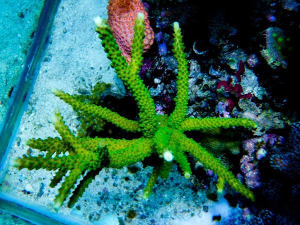 مرجان اکروپورا شاخه ای فورموسا سبز نئون