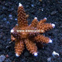 Acropora Formosa Brown