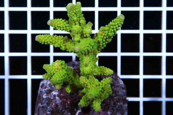 Acropora Formosa Green neon