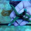 Acropora Formosa Green neon
