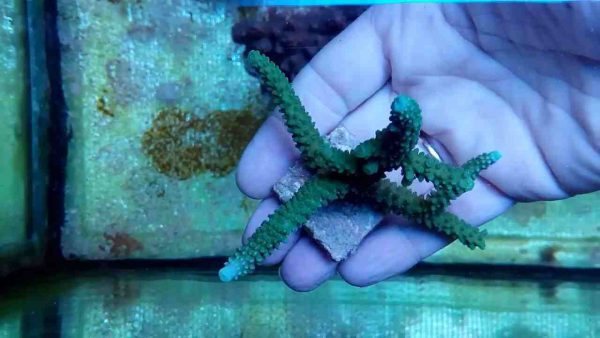 Acropora Formosa Green neon