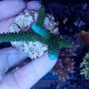 Acropora Formosa Green neon