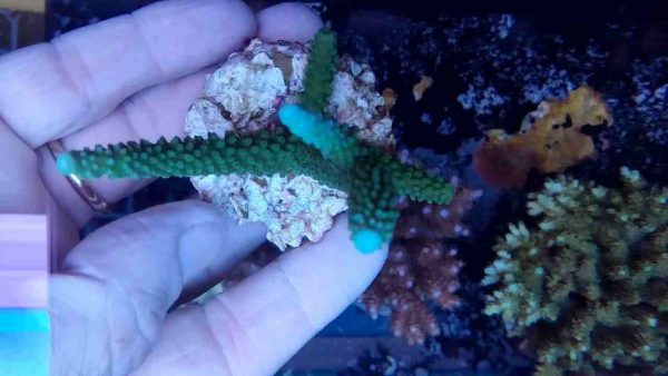 Acropora Formosa Green neon
