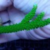 Acropora Formosa Green neon